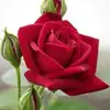 Adela Cadena - @adela.cadena8 - TikTok