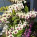Adela Campos - Facebook