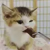 Adela Carpenter - @adela.carpenter8 - TikTok