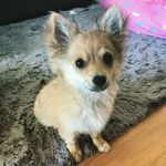 Chase Chihuahua - @chasethechihuahua_adelaide - Instagram