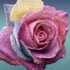 adelacherryblossom - @karpasiu - TikTok