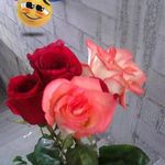 adela coronado - @adelacoronado321 - Instagram