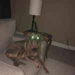 Adela Dennis - @__adela__the__dog__ - Instagram