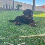 Duke - @_duke_of_adelaide_ - Instagram