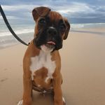 Duke - @duke_of_adelaide - Instagram