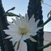 Adela Escobar - Facebook
