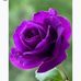 Adela Escobar - Facebook