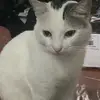 Meow meow 😻 - @adelagamboa642 - TikTok