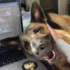 Adelaide - @adelaide_the_german - TikTok