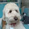 adelekempf - @adela_dog_lover - TikTok