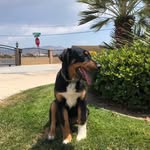 Adela Hanson - @cooper_the_pup_7 - Instagram