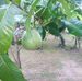 Adela Jackson - Facebook