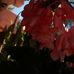 Adela Sanchez - Facebook