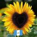 Adela Santos - Facebook