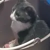 Sofi - @adela.sierra75 - TikTok