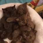 Adela Stefan - Facebook