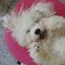 Adela Stefan - @user94858196 - TikTok