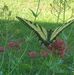 Adela Wiese - Facebook