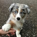Cute_doggys - @adela.wittgruber - Instagram