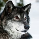 adela wolf lps - @adela_wolf_lps_ - Instagram