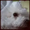 adelawolf - @adelawolf - TikTok
