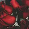AdelaidepAugustY - @adelaidepaugusty - TikTok