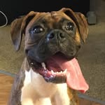 Adelaide Baker - @runt_ofthe_litter - Instagram