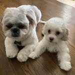 Adele Blair - @bradychloe2332 - Instagram