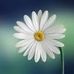 Adele Blair - Facebook