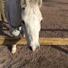 Evie_blisso452 - @adele.blissett73 - TikTok