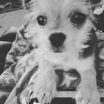 Princess Penelope Adele Boyd - @princess_penelope_the_puppy - Instagram