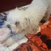 Adelle Chambers - @adeland.a - TikTok