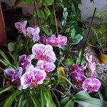 Adele Cummings - @adele652018 - Instagram