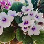 Frances Adele Egan Anamosa - @fanamosa - Instagram