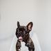 Kota Adele Jaylee Gamble - Facebook