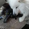 adelegauthier1 - @adelegauthier1 - TikTok