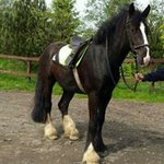 Adele Gibson - @gibsonadele - Instagram