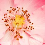 Adele Glover - @rosehipinthebarn - Instagram