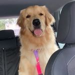 Golden Adele - @adelegoldenretriever - Instagram