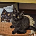 Adele Grace - @adelegracecat - Instagram