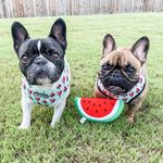Coco and Adele Grace - @garden.state.frenchie - Instagram