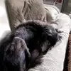 spike graves - @adele.graves4 - TikTok