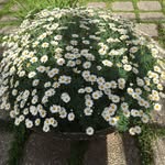 Adele Grilli - @grilli_adele - Instagram