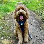 Rosie Adele Hardin - @rosie_adele_labradoodle - Instagram