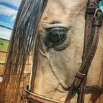 Adele Harding - @sovereignandalusians - Instagram