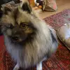 koda - @adeleharding98 - TikTok