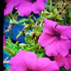 Adele Harmon - Facebook