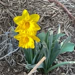Adele Harrington - @kak_plants - Instagram