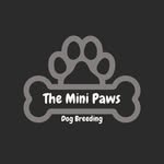 Adele Harrington - @the_mini_paws_dog_breeding - Instagram