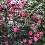 Adele Levine - @adele.siakl - Instagram